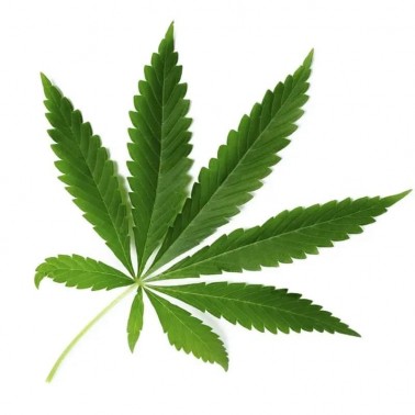 Cannabis Therapy Mask - Without Sulphates and Salt - Voltage Cosmetics